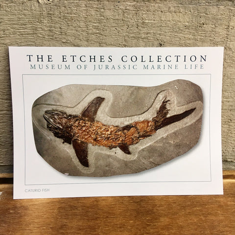 The Etches Collection Postcard - Caturid Fish