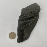 Partial Megalodon Tooth