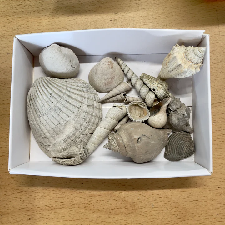Product of the Week - Box of Eocene shells.
