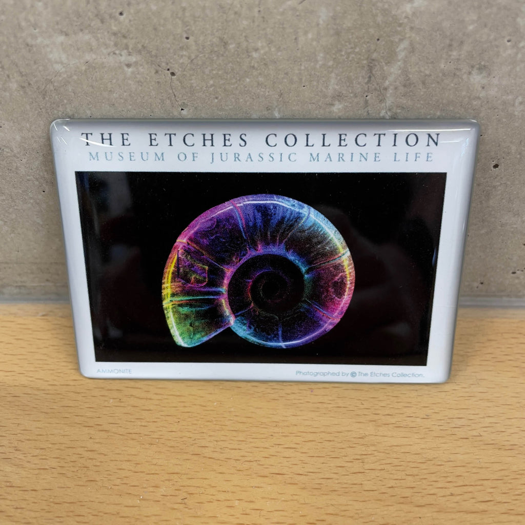 Colourful Ammonite magnet