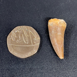 Product of the Week -Mosasaur Tooth