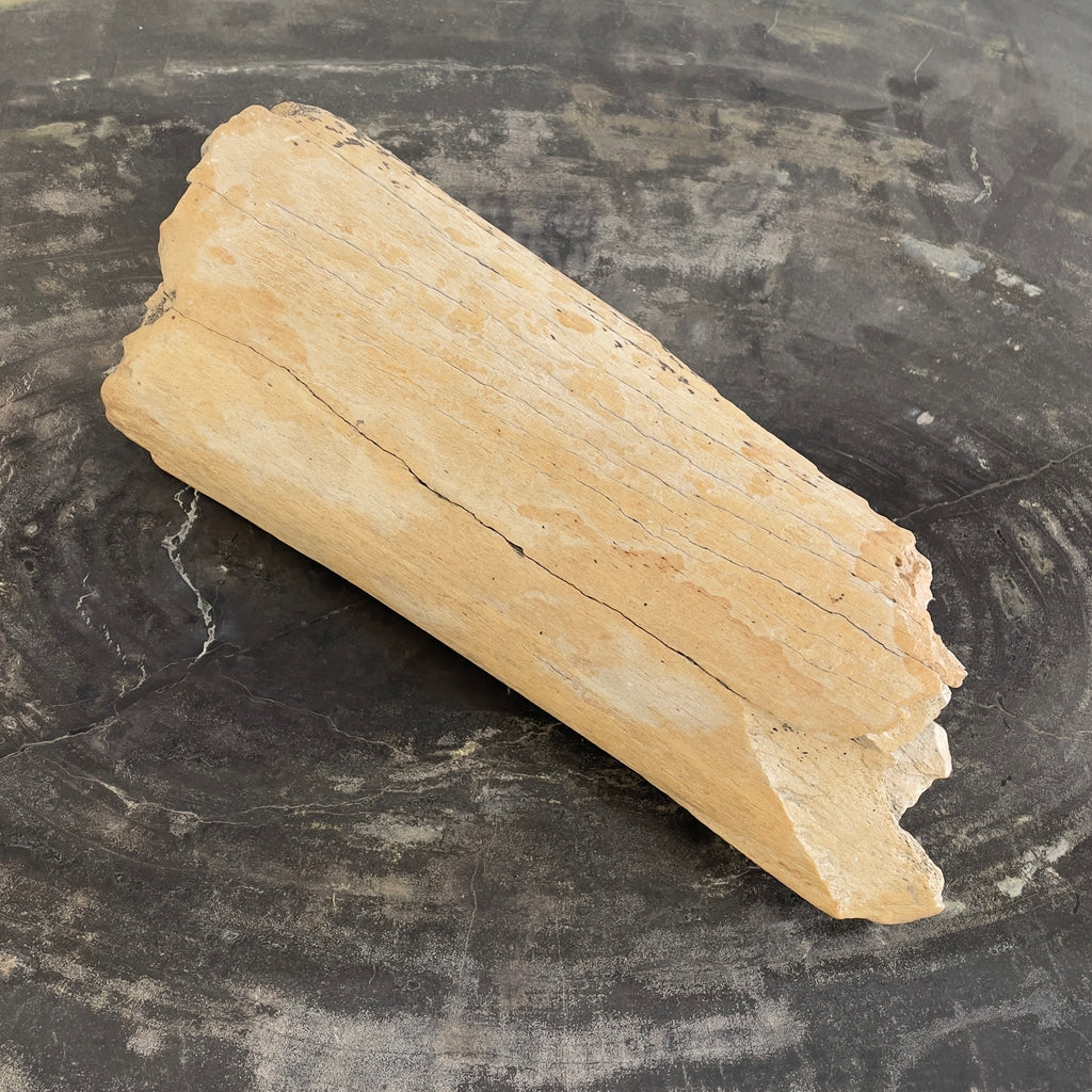 Product of the Week - Mammoth bone