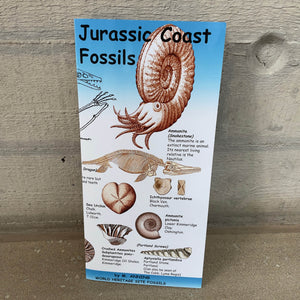 Jurassic coast fossils guide