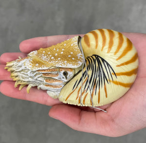 Collecta Nautilus toy