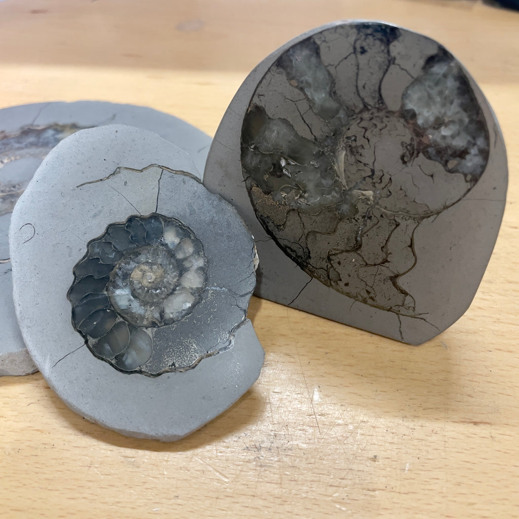 Polish your own fossil halves