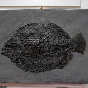Product of the Week - Fossil Fish Cast