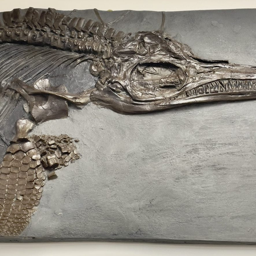 Product of the week - Ichthyosaur skull replica