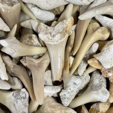 Product of the Week - Fossil Box Sand Shark teeth