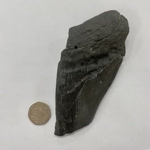 Product of the Week - Partial Megalodon Teeth