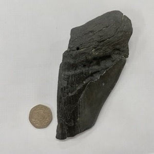 Product of the Week - Partial Megalodon Teeth