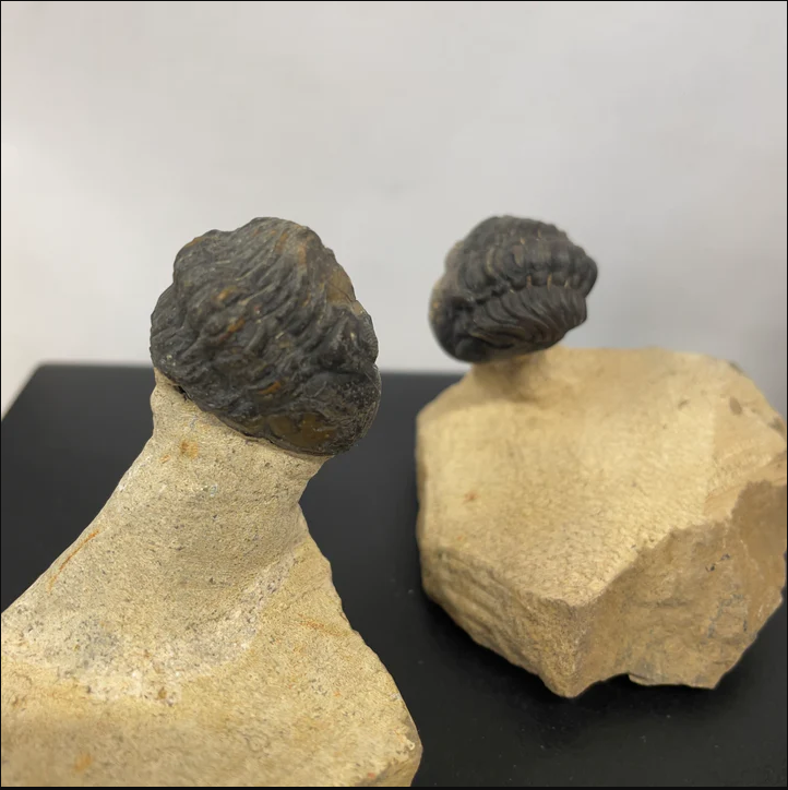 Product of the Week - Trilobites