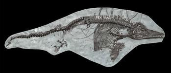 Scientific Replica Fossils