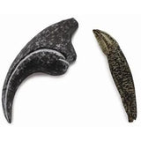 CollectA Tooth Claw of Allosaurus