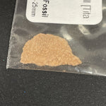 Dinosaur Egg Shell Fragment