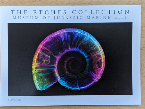 The Etches Collection Postcard - Rainbow Ammonite