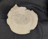 Prehistoric Whale Vertebra