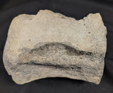 Prehistoric Whale Vertebra