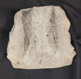 Prehistoric Whale Vertebra