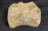 Prehistoric Whale Vertebra