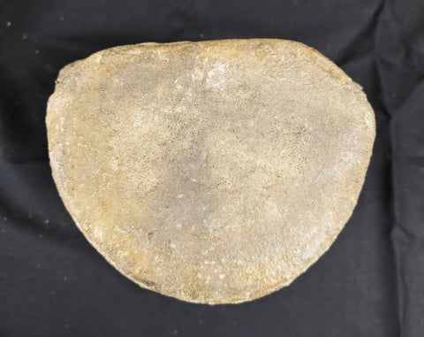 Prehistoric Whale Vertebra