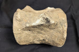 Prehistoric Whale Vertebra
