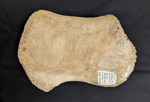Prehistoric Whale Humerus