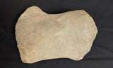 Prehistoric Whale Humerus