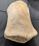 Prehistoric Whale Humerus
