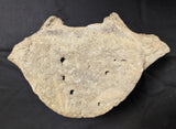 Prehistoric Whale Vertebra