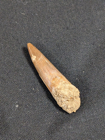 Plesiosaur teeth