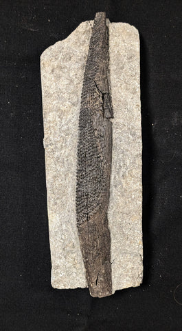 Hybodont Shark Fin Spine