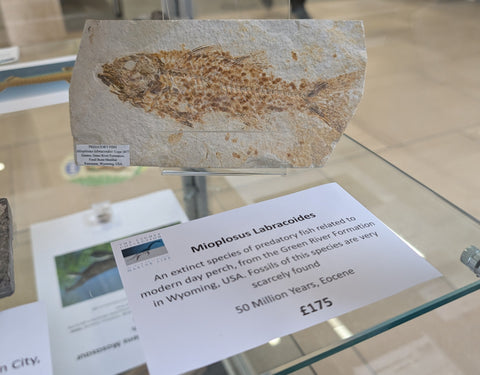 Mioplosus Labracoides Fish