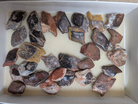 Lepidotes Fossil Fish Scale