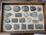 Polished Fossil and Mineral Collection