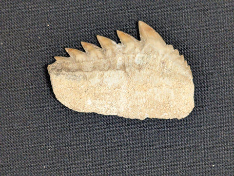 Hexanchus Sig-gilled Shark Tooth