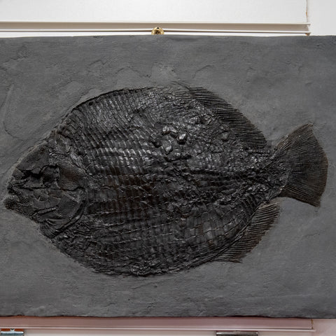 Fossil Dapedium fish Replica