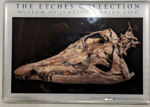 The Etches Collection - The Sea Rex Magnet