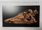 The Etches Collection Postcard - The Sea Rex