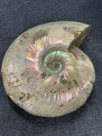 Large Madagascan Ammonite