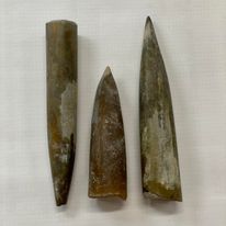 Medium Belemnite