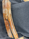 Partial Mammoth Tusk