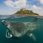 Online Lecture Access - Amazing Modern British Seas