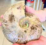 Large Madagascan Ammonite