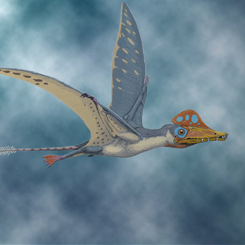 Online Lecture Access - The Flying Reptiles of The Jurassic Coast