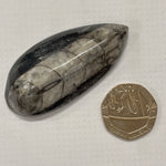 Orthoceras