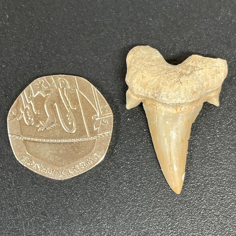 Otodus Shark Tooth