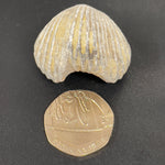 Brachiopod