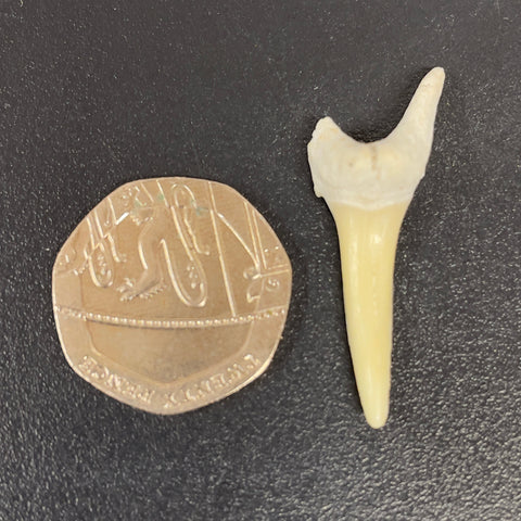 Sand Shark Tooth