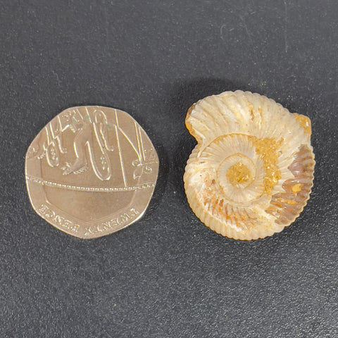Small Ammonites