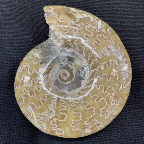 Large Madagascan Ammonite